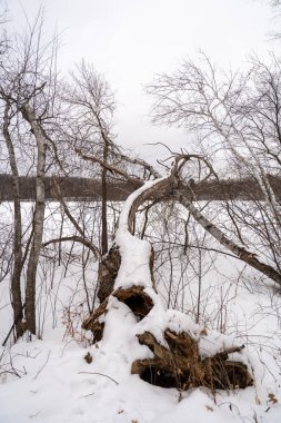 Kışın yerel bir Minnesota parkında donmuş ve bulutlu bir kar ve ağaç manzarası. Eden Prairie, Minnesota 'da yüksek kaliteli fotoğraf..