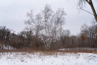 Kışın yerel bir Minnesota parkında donmuş ve bulutlu bir kar ve ağaç manzarası. Eden Prairie, Minnesota 'da yüksek kaliteli fotoğraf..