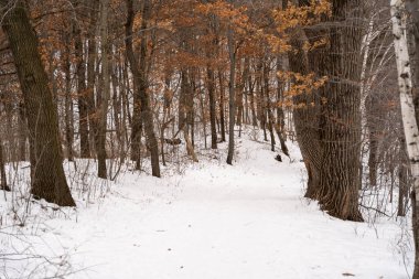 Kışın yerel bir Minnesota parkında donmuş ve bulutlu bir kar ve ağaç manzarası. Eden Prairie, Minnesota 'da yüksek kaliteli fotoğraf..