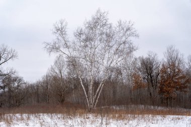 Kışın yerel bir Minnesota parkında donmuş ve bulutlu bir kar ve ağaç manzarası. Eden Prairie, Minnesota 'da yüksek kaliteli fotoğraf..