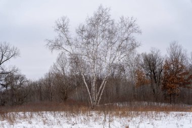 Kışın yerel bir Minnesota parkında donmuş ve bulutlu bir kar ve ağaç manzarası. Eden Prairie, Minnesota 'da yüksek kaliteli fotoğraf..