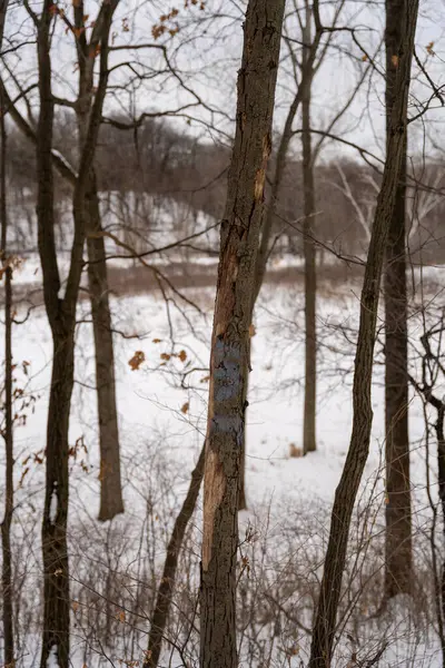 Kışın yerel bir Minnesota parkında donmuş ve bulutlu bir kar ve ağaç manzarası. Eden Prairie, Minnesota 'da yüksek kaliteli fotoğraf..