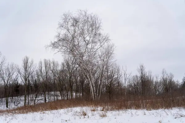 Kışın yerel bir Minnesota parkında donmuş ve bulutlu bir kar ve ağaç manzarası. Eden Prairie, Minnesota 'da yüksek kaliteli fotoğraf..