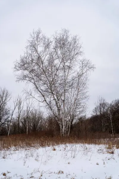 Kışın yerel bir Minnesota parkında donmuş ve bulutlu bir kar ve ağaç manzarası. Eden Prairie, Minnesota 'da yüksek kaliteli fotoğraf..