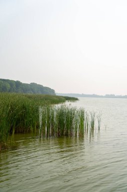 Minnesota 'daki bir eyalet parkında ağaçlarla çevrili su, nehir ve göl manzaraları. Yüksek kaliteli bir fotoğraf..