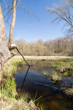 Minnesota 'daki bir eyalet parkında ağaçlarla çevrili su, nehir ve göl manzaraları. Yüksek kaliteli bir fotoğraf..