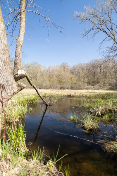 Minnesota 'daki bir eyalet parkında ağaçlarla çevrili su, nehir ve göl manzaraları. Yüksek kaliteli bir fotoğraf..