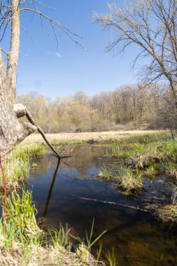 Minnesota 'daki bir eyalet parkında ağaçlarla çevrili su, nehir ve göl manzaraları. Yüksek kaliteli bir fotoğraf..