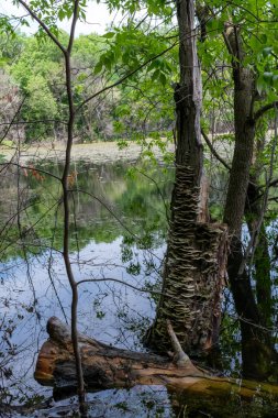 Minnesota 'daki bir eyalet parkında ağaçlarla çevrili su, nehir ve göl manzaraları. Yüksek kaliteli bir fotoğraf..