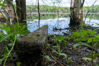 Minnesota 'daki bir eyalet parkında ağaçlarla çevrili su, nehir ve göl manzaraları. Yüksek kaliteli bir fotoğraf..