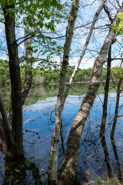 Minnesota 'daki bir eyalet parkında ağaçlarla çevrili su, nehir ve göl manzaraları. Yüksek kaliteli bir fotoğraf..