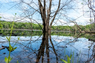 Minnesota 'daki bir eyalet parkında ağaçlarla çevrili su, nehir ve göl manzaraları. Yüksek kaliteli bir fotoğraf..