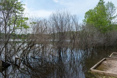 Minnesota 'daki bir eyalet parkında ağaçlarla çevrili su, nehir ve göl manzaraları. Yüksek kaliteli bir fotoğraf..