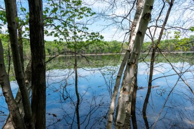 Minnesota 'daki bir eyalet parkında ağaçlarla çevrili su, nehir ve göl manzaraları. Yüksek kaliteli bir fotoğraf..