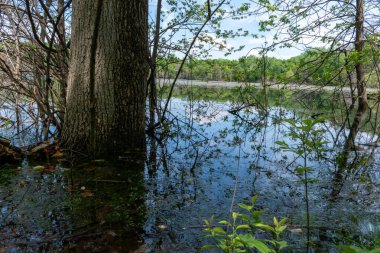Minnesota 'daki bir eyalet parkında ağaçlarla çevrili su, nehir ve göl manzaraları. Yüksek kaliteli bir fotoğraf..