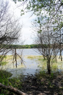 Minnesota 'daki bir eyalet parkında ağaçlarla çevrili su, nehir ve göl manzaraları. Yüksek kaliteli bir fotoğraf..
