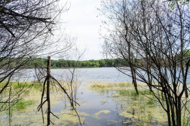 Minnesota 'daki bir eyalet parkında ağaçlarla çevrili su, nehir ve göl manzaraları. Yüksek kaliteli bir fotoğraf..