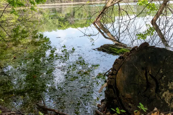 Minnesota 'daki bir eyalet parkında ağaçlarla çevrili su, nehir ve göl manzaraları. Yüksek kaliteli bir fotoğraf..