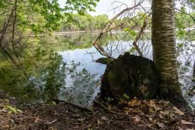 Minnesota 'daki bir eyalet parkında ağaçlarla çevrili su, nehir ve göl manzaraları. Yüksek kaliteli bir fotoğraf..