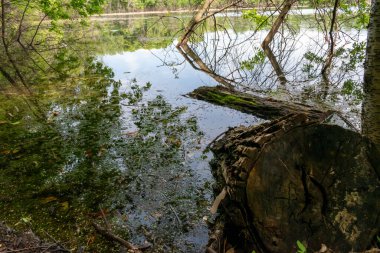 Minnesota 'daki bir eyalet parkında ağaçlarla çevrili su, nehir ve göl manzaraları. Yüksek kaliteli bir fotoğraf..