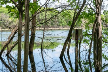 Minnesota 'daki bir eyalet parkında ağaçlarla çevrili su, nehir ve göl manzaraları. Yüksek kaliteli bir fotoğraf..