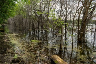 Minnesota 'daki bir eyalet parkında ağaçlarla çevrili su, nehir ve göl manzaraları. Yüksek kaliteli bir fotoğraf..