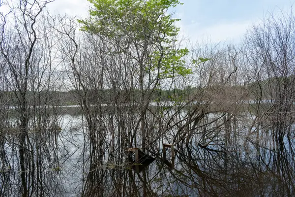 Minnesota 'daki bir eyalet parkında ağaçlarla çevrili su, nehir ve göl manzaraları. Yüksek kaliteli bir fotoğraf..