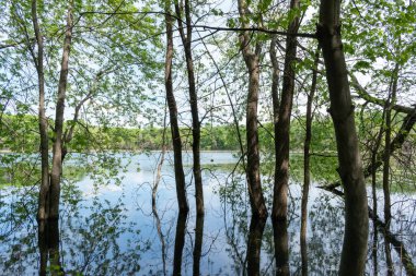 Minnesota 'daki bir eyalet parkında ağaçlarla çevrili su, nehir ve göl manzaraları. Yüksek kaliteli bir fotoğraf..