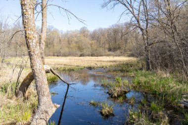 Minnesota 'daki bir eyalet parkında ağaçlarla çevrili su, nehir ve göl manzaraları. Yüksek kaliteli bir fotoğraf..