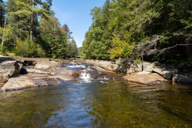 Minnesota 'daki bir eyalet parkında ağaçlarla çevrili su, nehir ve göl manzaraları. Yüksek kaliteli bir fotoğraf..