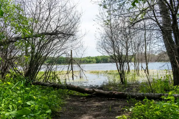 Minnesota 'daki bir eyalet parkında ağaçlarla çevrili su, nehir ve göl manzaraları. Yüksek kaliteli bir fotoğraf..