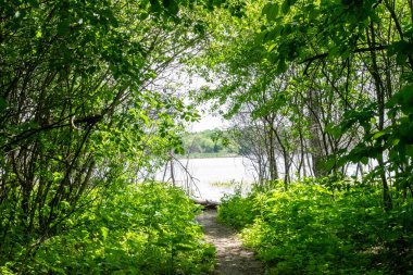 Minnesota 'daki bir eyalet parkında ağaçlarla çevrili su, nehir ve göl manzaraları. Yüksek kaliteli bir fotoğraf..