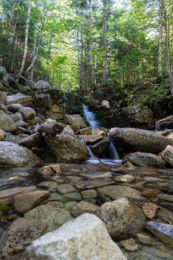 Kayalar, bitkiler, çalılar ve ağaçlarla çevrili yemyeşil ve yemyeşil bir ormanda saklı bir şelale manzarası. White Mountain Ulusal Ormanı, New Hampshire 'da çekilmiş kaliteli bir fotoğraf..