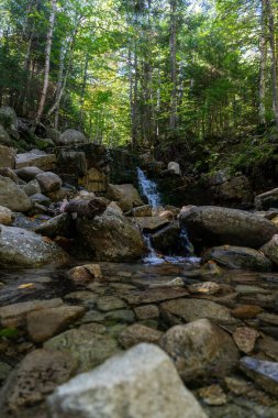 Kayalar, bitkiler, çalılar ve ağaçlarla çevrili yemyeşil ve yemyeşil bir ormanda saklı bir şelale manzarası. White Mountain Ulusal Ormanı, New Hampshire 'da çekilmiş kaliteli bir fotoğraf..