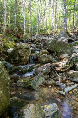 Kayalar, bitkiler, çalılar ve ağaçlarla çevrili yemyeşil ve yemyeşil bir ormanda saklı bir şelale manzarası. White Mountain Ulusal Ormanı, New Hampshire 'da çekilmiş kaliteli bir fotoğraf..