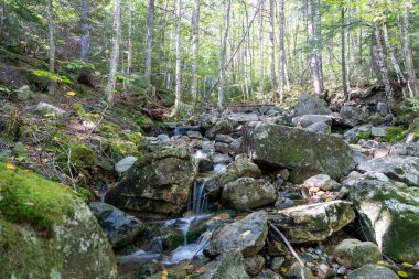 Kayalar, bitkiler, çalılar ve ağaçlarla çevrili yemyeşil ve yemyeşil bir ormanda saklı bir şelale manzarası. White Mountain Ulusal Ormanı, New Hampshire 'da çekilmiş kaliteli bir fotoğraf..