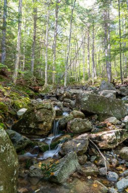 Kayalar, bitkiler, çalılar ve ağaçlarla çevrili yemyeşil ve yemyeşil bir ormanda saklı bir şelale manzarası. White Mountain Ulusal Ormanı, New Hampshire 'da çekilmiş kaliteli bir fotoğraf..