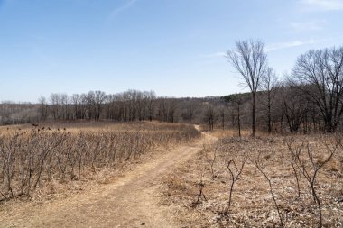 Ufukta, kışın ağaçlar ve bitkilerle çevrili yerel bir eyalet parkında yürüyüş yolu var. Minnesota 'da yüksek kaliteli bir fotoğraf..