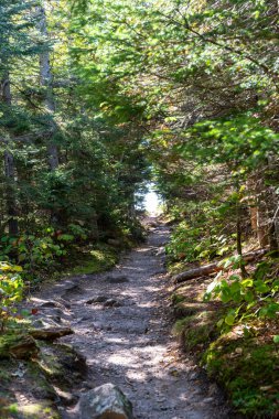 Beyaz Dağ Ulusal Ormanı 'nda yemyeşil bir araziyle çevrili bir yürüyüş yolu. New Hampshire 'da yüksek kaliteli bir fotoğraf..