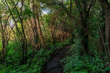 Ağaçlar ve bitkilerle çevrili bir eyalet parkında ufka giden yürüyüş yolu. Minnesota 'da yüksek kaliteli bir fotoğraf..