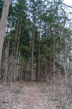 Ağaçlar ve bitkilerle çevrili bir eyalet parkında ufka giden yürüyüş yolu. Pensilvanya 'da yüksek kaliteli bir fotoğraf.