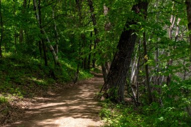 Ağaçlar ve bitkilerle çevrili bir eyalet parkında ufka giden yürüyüş yolu. Minnesota 'da yüksek kaliteli bir fotoğraf..