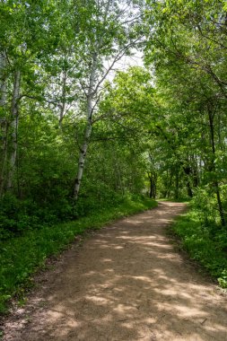 Ağaçlar ve bitkilerle çevrili bir eyalet parkında ufka giden yürüyüş yolu. Minnesota 'da yüksek kaliteli bir fotoğraf..