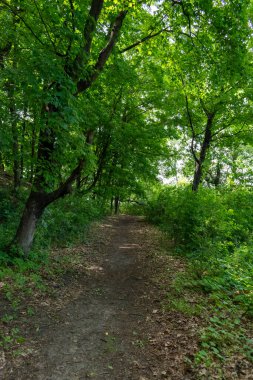 Ağaçlar ve bitkilerle çevrili bir eyalet parkında ufka giden yürüyüş yolu. Minnesota 'da yüksek kaliteli bir fotoğraf..