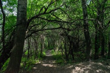 Ağaçlar ve bitkilerle çevrili bir eyalet parkında ufka giden yürüyüş yolu. Minnesota 'da yüksek kaliteli bir fotoğraf..