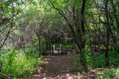 Ağaçlar ve bitkilerle çevrili bir eyalet parkında ufka giden yürüyüş yolu. Minnesota 'da yüksek kaliteli bir fotoğraf..