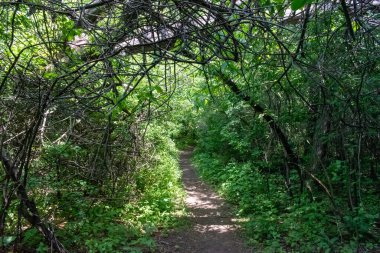 Ağaçlar ve bitkilerle çevrili bir eyalet parkında ufka giden yürüyüş yolu. Minnesota 'da yüksek kaliteli bir fotoğraf..