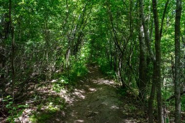 Ağaçlar ve bitkilerle çevrili bir eyalet parkında ufka giden yürüyüş yolu. Minnesota 'da yüksek kaliteli bir fotoğraf..