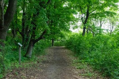 Ağaçlar ve bitkilerle çevrili bir eyalet parkında ufka giden yürüyüş yolu. Minnesota 'da yüksek kaliteli bir fotoğraf..