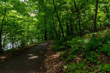 Ağaçlar ve bitkilerle çevrili bir eyalet parkında ufka giden yürüyüş yolu. Minnesota 'da yüksek kaliteli bir fotoğraf..